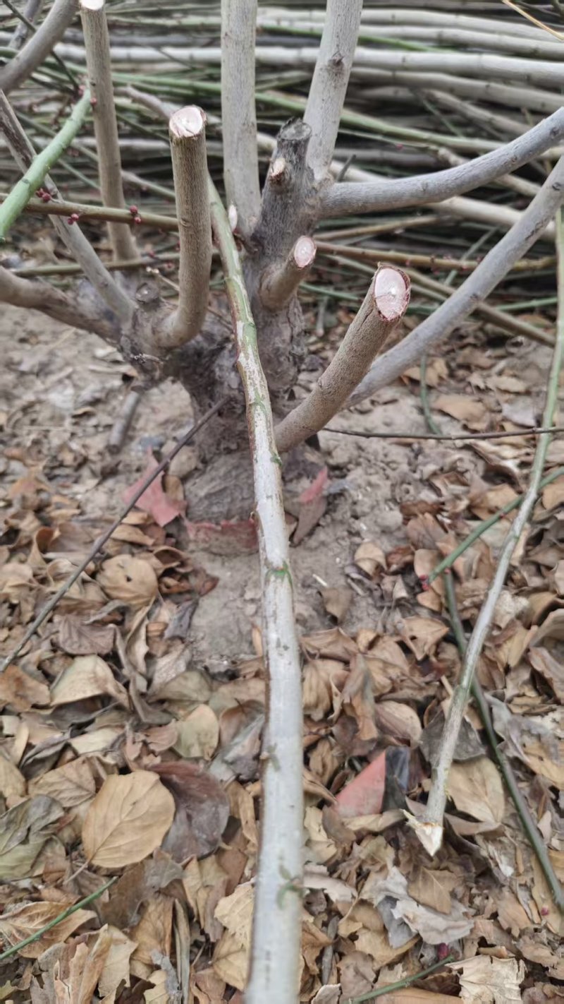 梅花盆景梅花产地直供量大价优提供技术