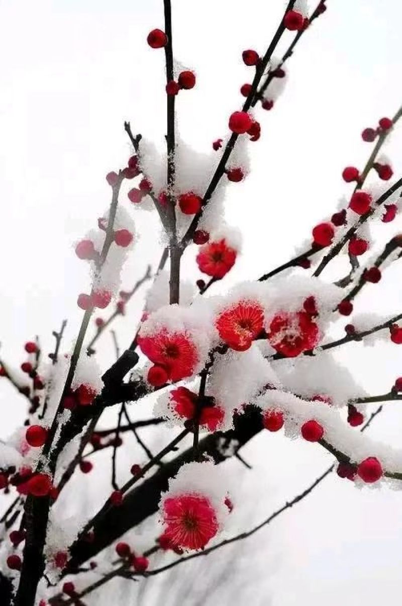 梅花盆景梅花产地直供量大价优提供技术