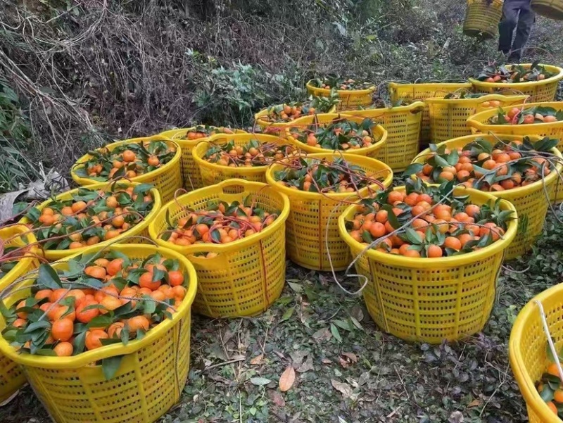 广西南宁砂糖橘，欢迎大量采购或一件代发