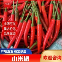 广西小米椒/指天椒产地价直供，大量供应对接各农批市场