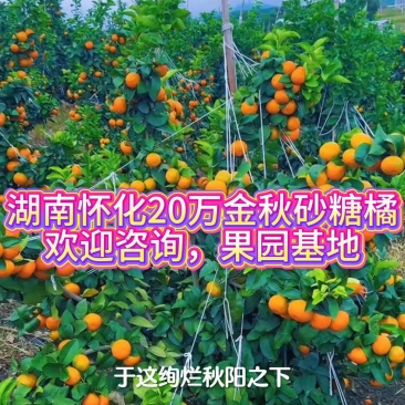 湖南省国外市精品金秋砂糖橘已上线，欢迎老板进园选果