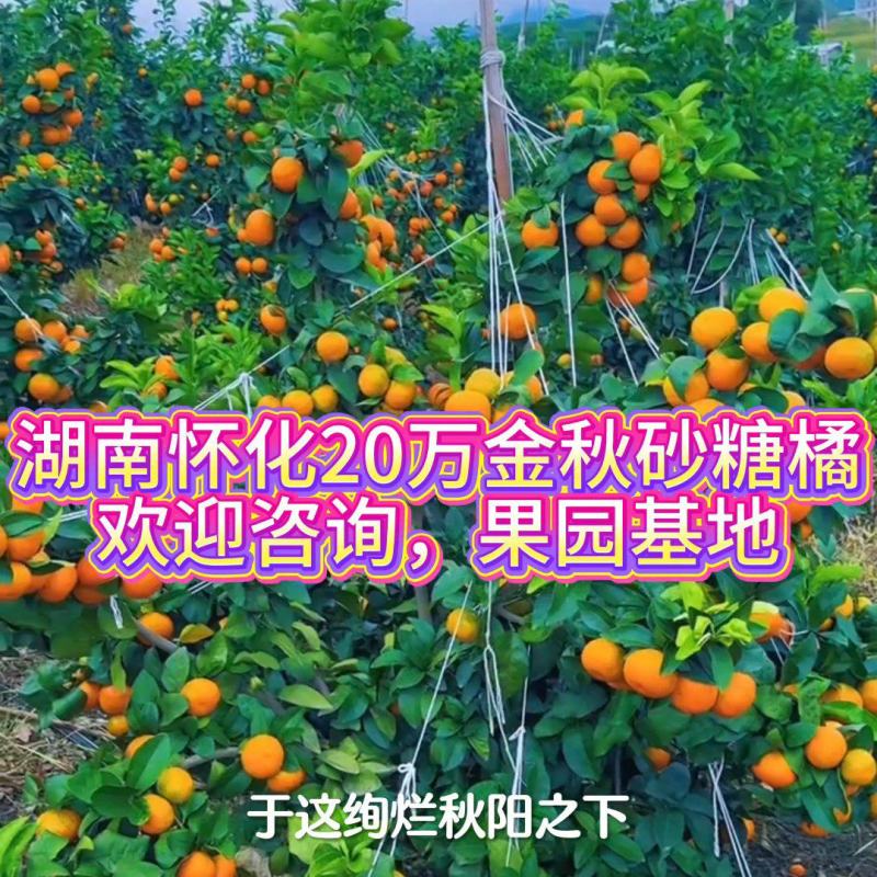湖南省国外市精品金秋砂糖橘已上线，欢迎老板进园选果