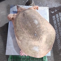 新鲜珍珠鳖大甲鱼，源头批发，货源充足！餐桌上的美食，适合