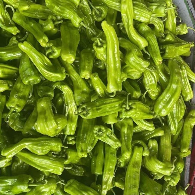 早翠9859大果型薄皮辣椒种子早熟抗病抗逆高产耐低温弱