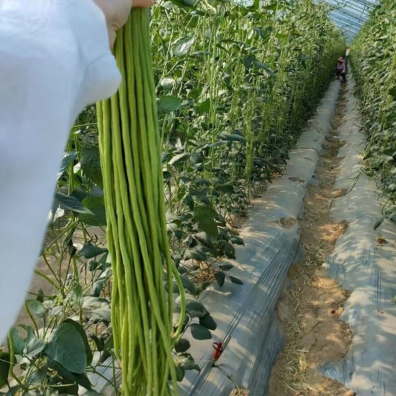 翠玉公主豇豆种子豆角种子翠绿色厚肉长条型豆角中早熟高产