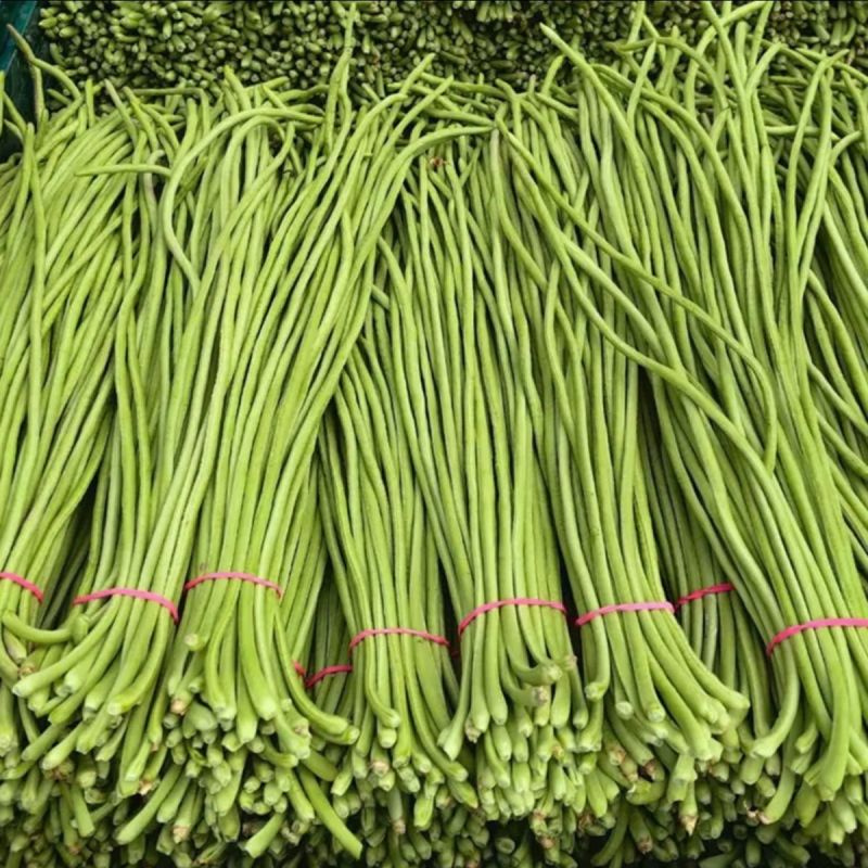 翠玉公主豇豆种子豆角种子翠绿色厚肉长条型豆角中早熟高产