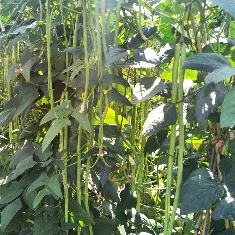 翠玉公主豇豆种子豆角种子翠绿色厚肉长条型豆角中早熟高产