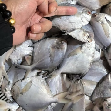 小鲳鱼批发
