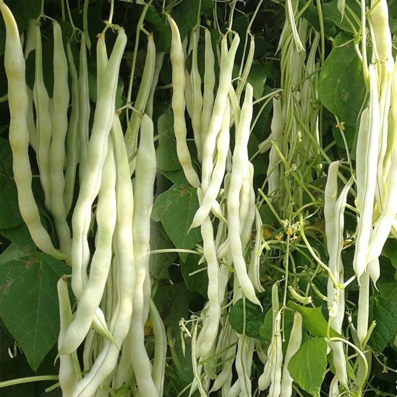 领航者架豆种子高产早熟大连白圆扁架豆种籽九粒白芸豆