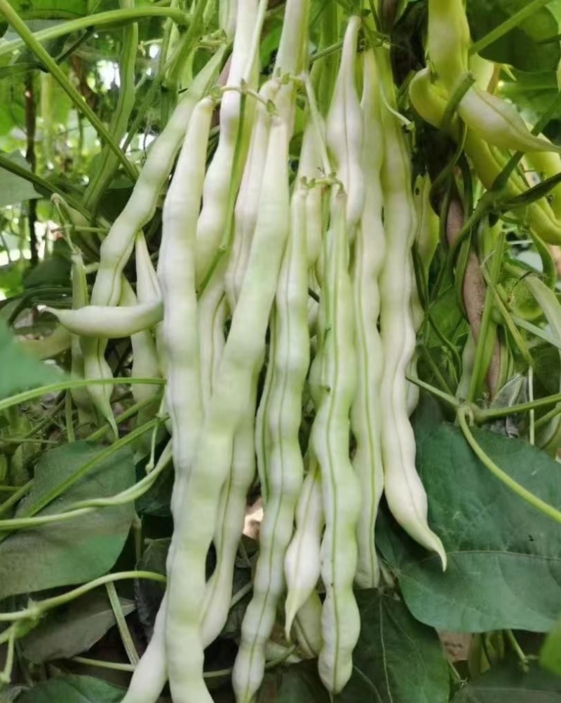 领航者架豆种子高产早熟大连白圆扁架豆种籽九粒白芸豆