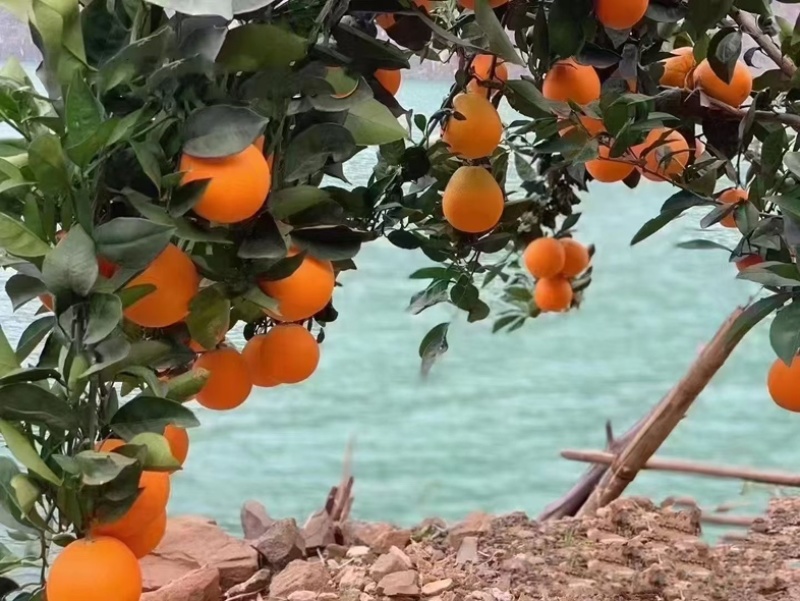 雷波脐橙