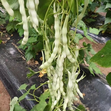 领航员架豆种子高产早熟大连白圆扁架豆种籽九粒白芸豆