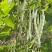 领航员架豆种子高产早熟大连白圆扁架豆种籽九粒白芸豆