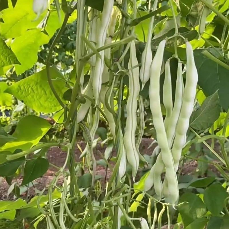 领航员架豆种子高产早熟大连白圆扁架豆种籽九粒白芸豆
