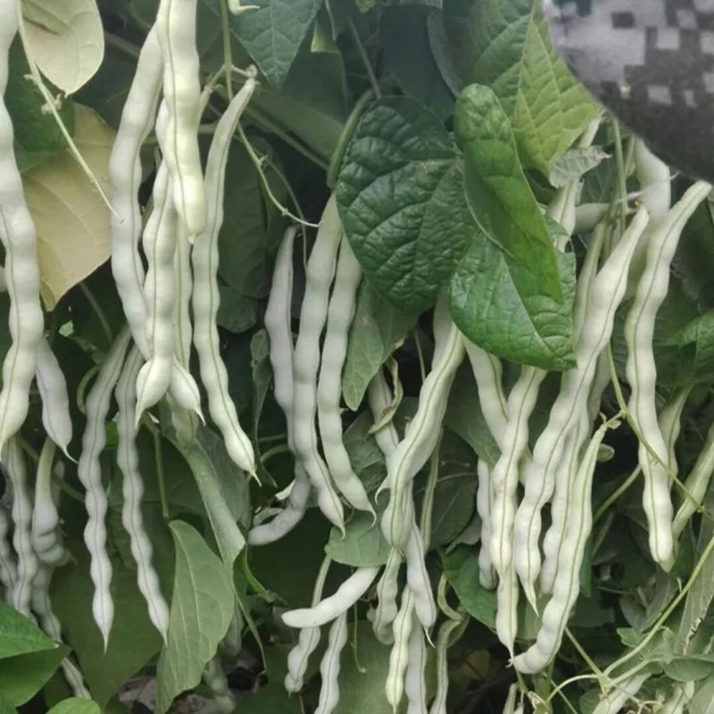 领航员架豆种子高产早熟大连白圆扁架豆种籽九粒白芸豆