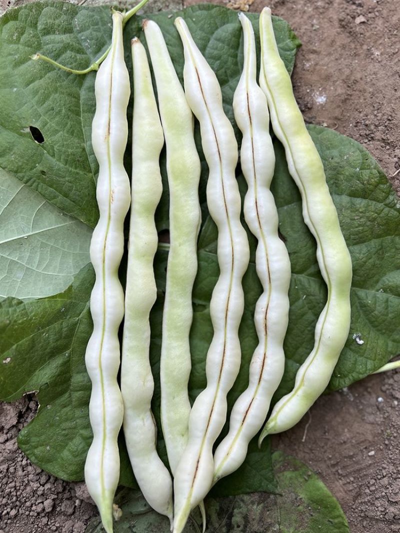 领航员架豆种子高产早熟大连白圆扁架豆种籽九粒白芸豆