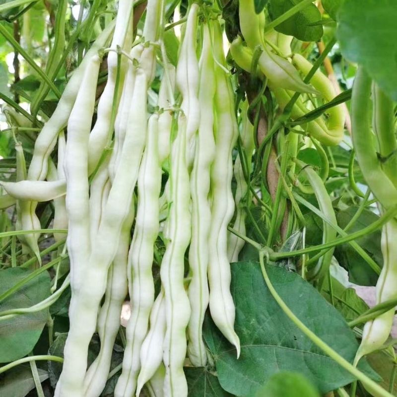 领航员架豆种子高产早熟大连白圆扁架豆种籽九粒白芸豆