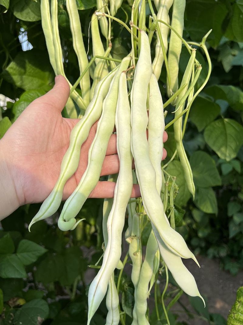 领航员架豆种子高产早熟大连白圆扁架豆种籽九粒白芸豆