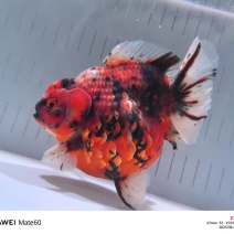 精品百褶泰狮4-5个月亚成体
