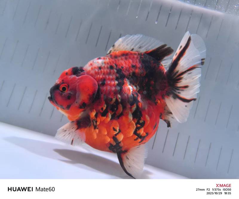 精品百褶泰狮4-5个月亚成体