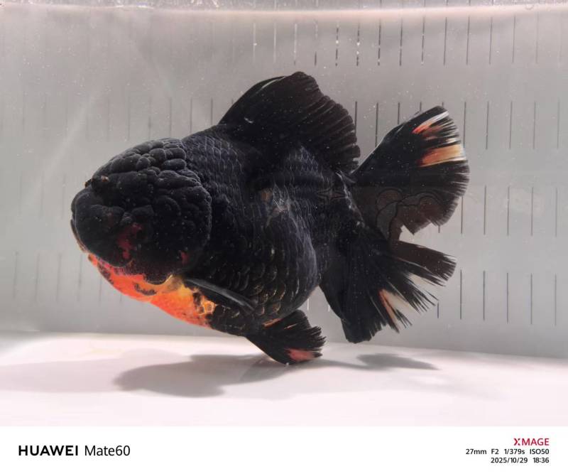 精品百褶泰狮4-5个月亚成体
