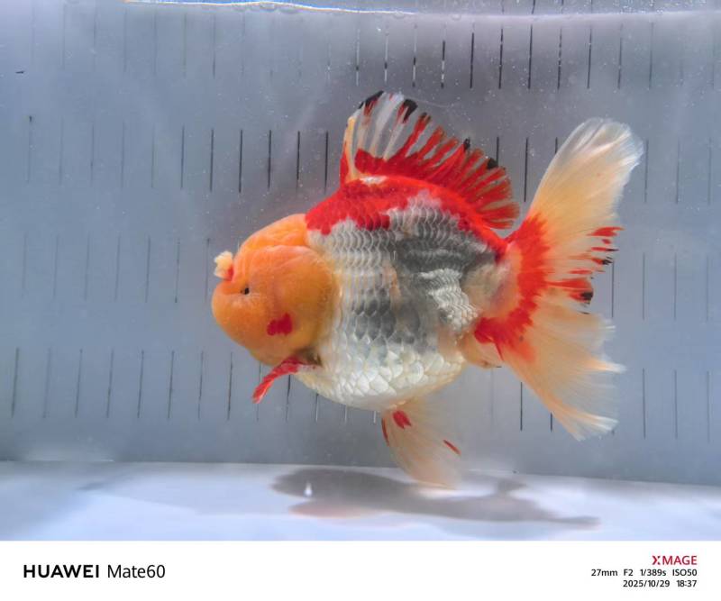 精品百褶泰狮4-5个月亚成体