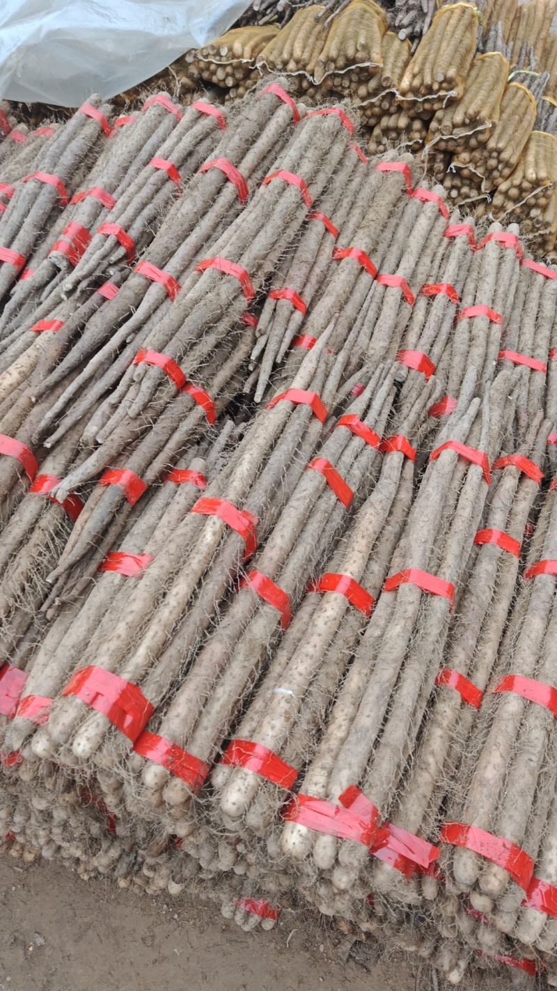 河北大名白玉山药长条，精选二路山药，无裂口条形好，