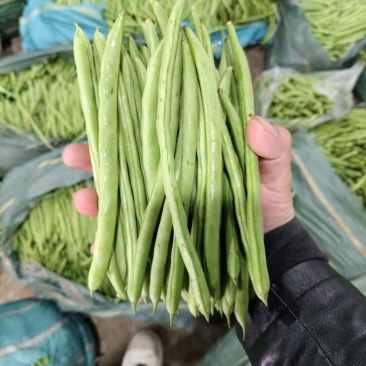青芸九号金豆王青豆角种子四季豆种籽高产小金豆耐热春秋播蔬