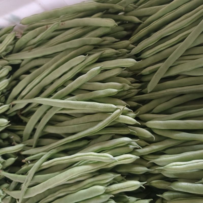 青芸九号金豆王青豆角种子四季豆种籽高产小金豆耐热春秋播蔬