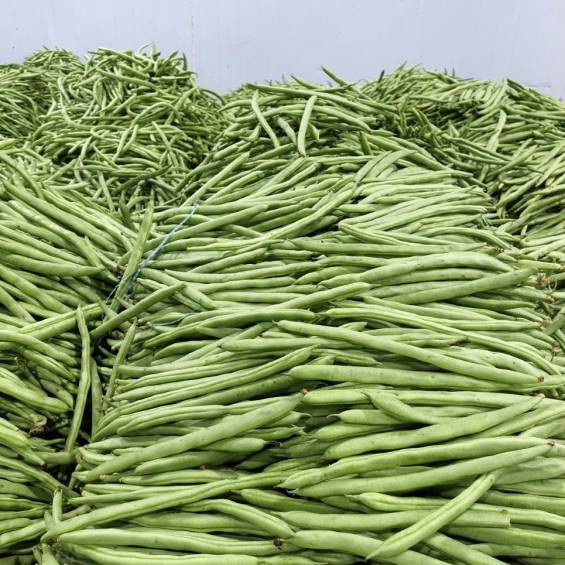 青芸九号金豆王青豆角种子四季豆种籽高产小金豆耐热春秋播蔬