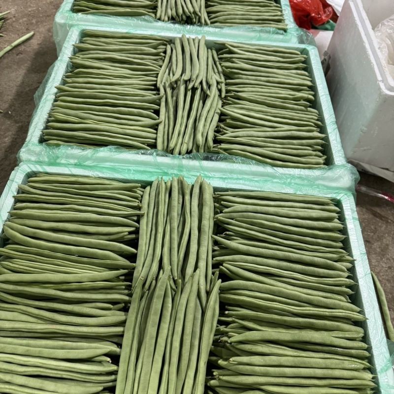 青芸九号金豆王青豆角种子四季豆种籽高产小金豆耐热春秋播蔬