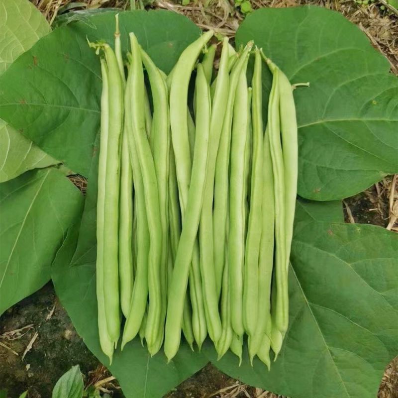 青芸九号金豆王青豆角种子四季豆种籽高产小金豆耐热春秋播蔬