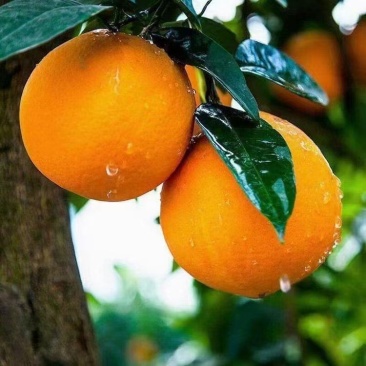 奉节脐橙，出口备案，12-14糖