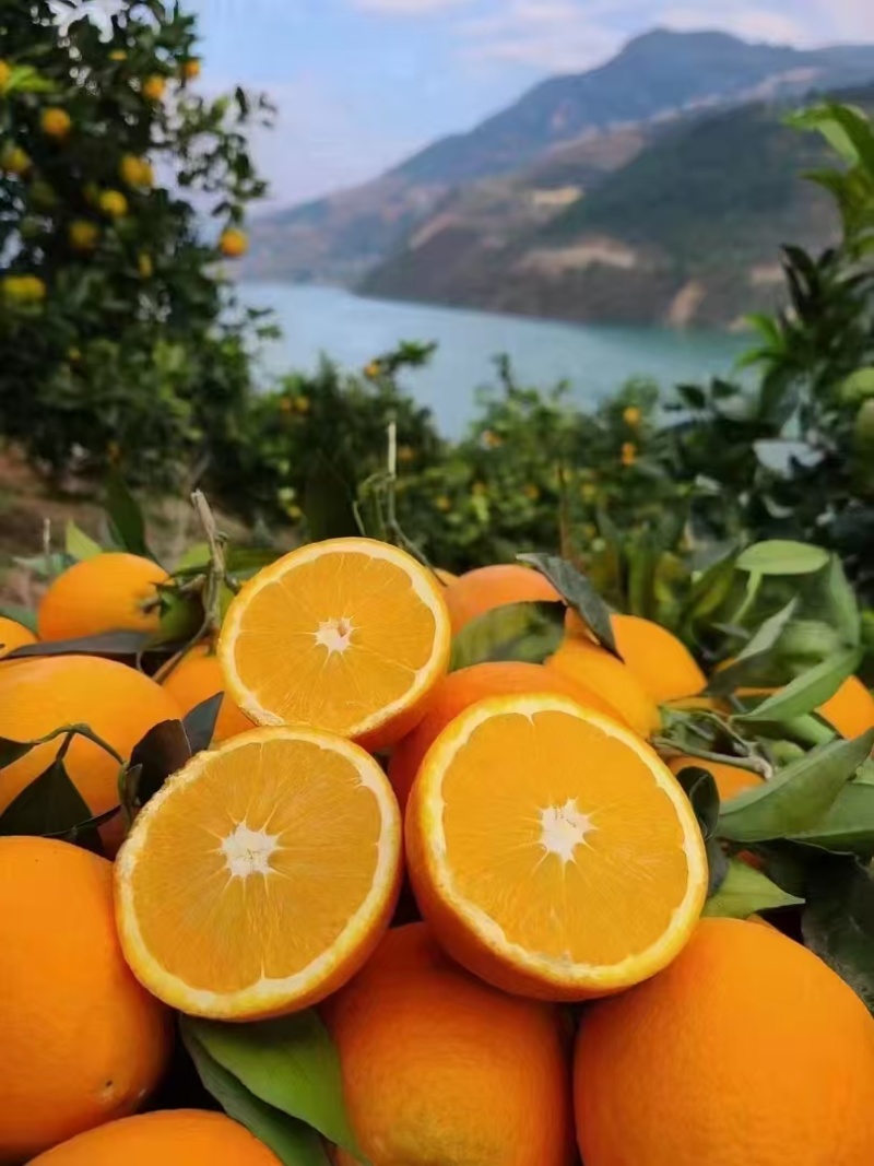 奉节脐橙，出口备案，12-14糖