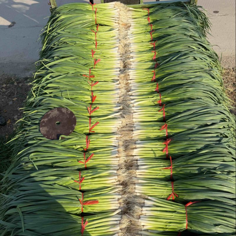 （河南白根水洗蒜苗）直硬叶供应超市电商市场各种规格