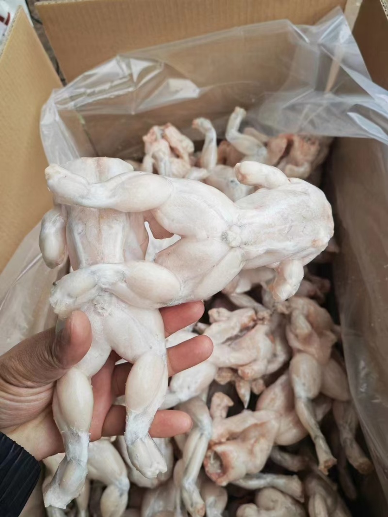 活鲜牛蛙，冰冻牛蛙