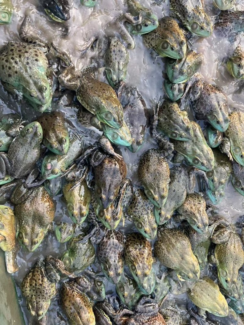 活鲜牛蛙，冰冻牛蛙