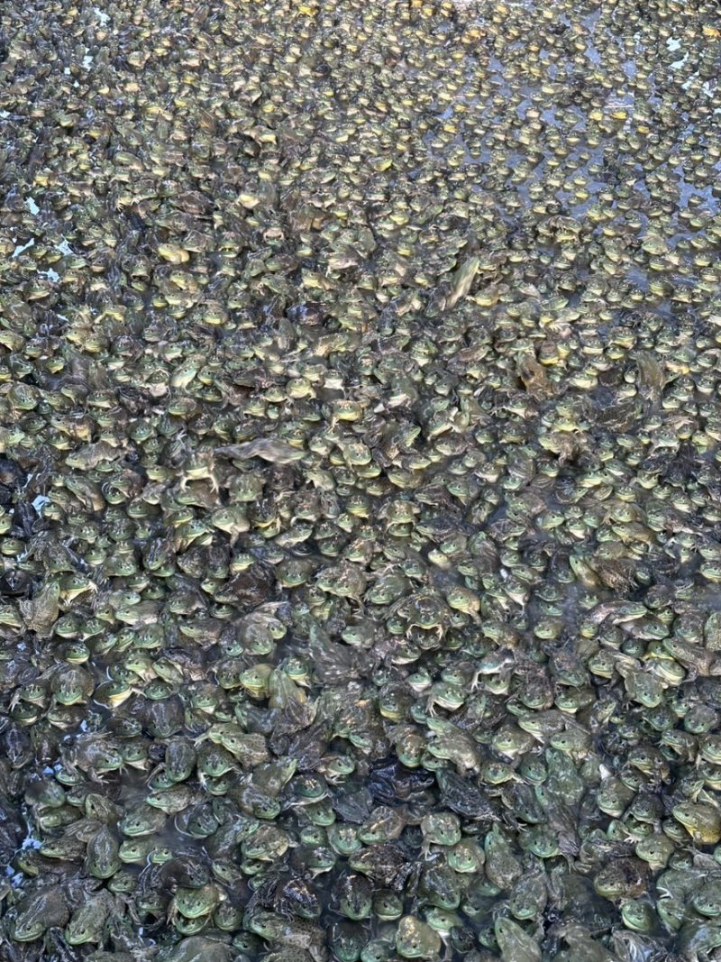 活鲜牛蛙，冰冻牛蛙