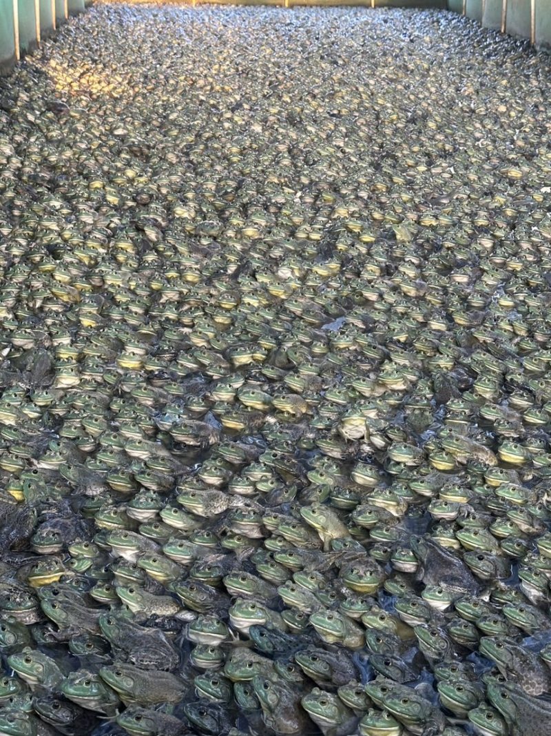 活鲜牛蛙，冰冻牛蛙