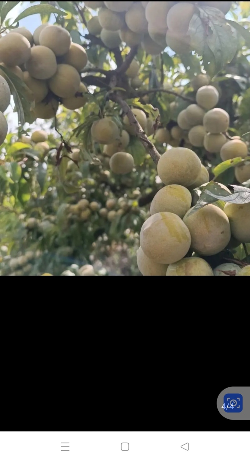 晚熟蜂糖，八月份成熟，挂果力极强，亩产量6千斤左右。