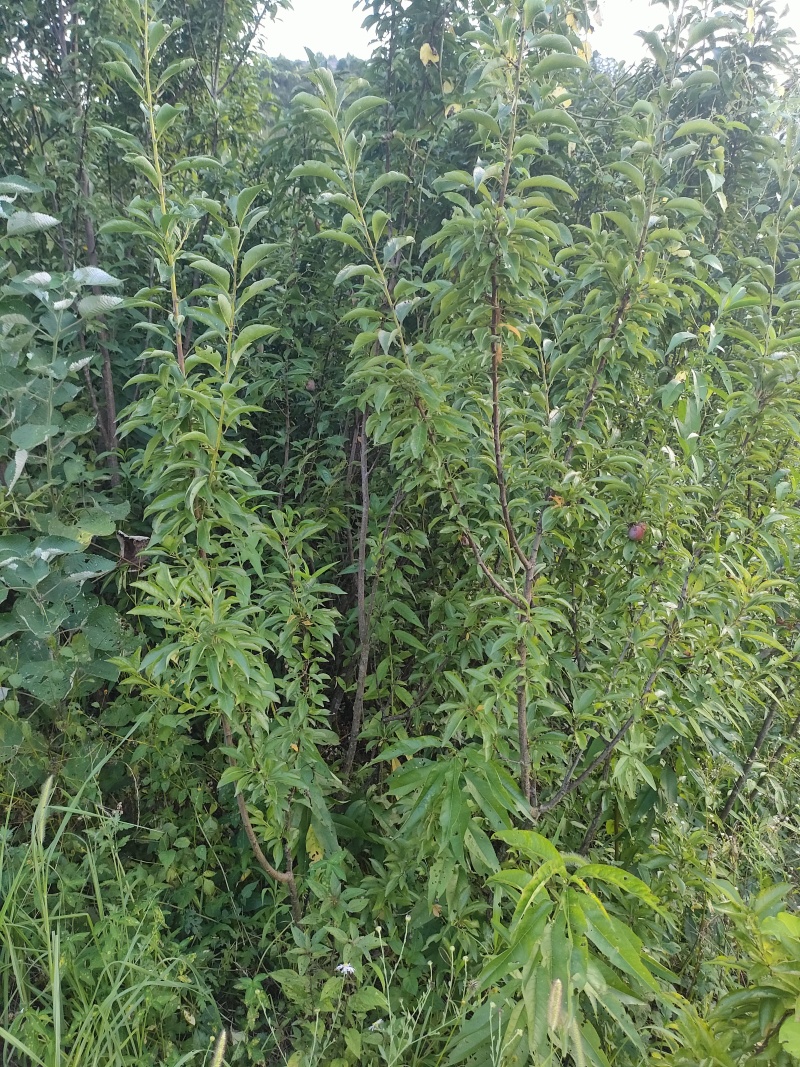 晚熟蜂糖，八月份成熟，挂果力极强，亩产量6千斤左右。
