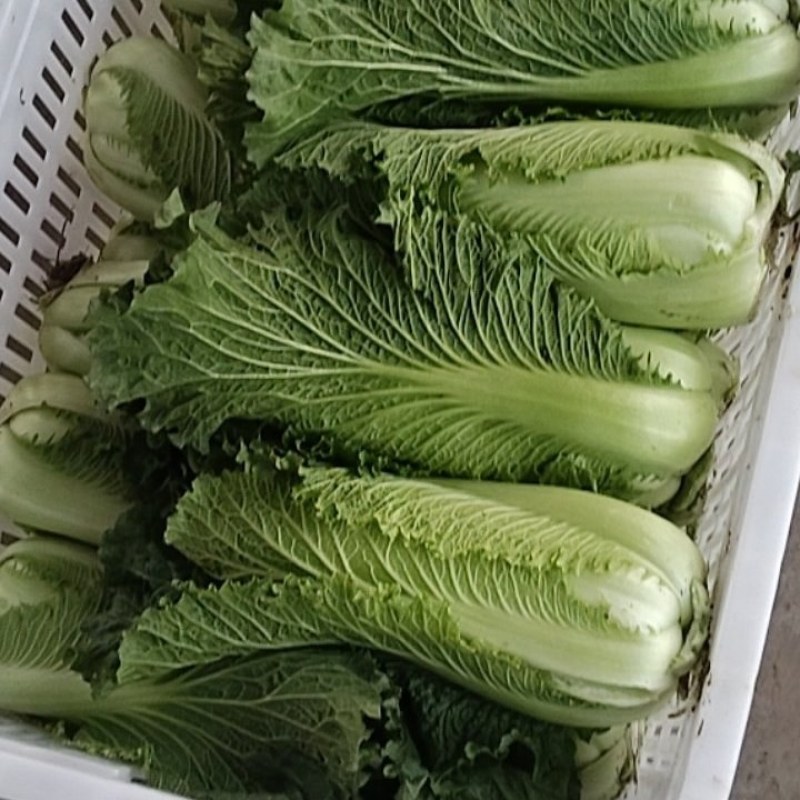 黄心精品龙芽菜基地直发货源充足支持全国发货