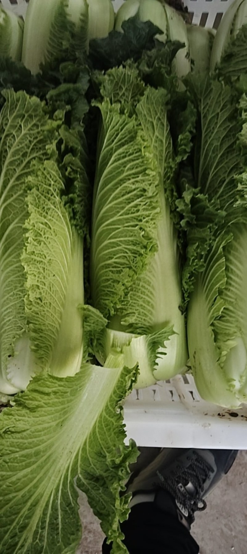 黄心精品龙芽菜基地直发货源充足支持全国发货