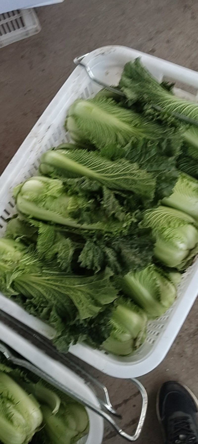 黄心精品龙芽菜基地直发货源充足支持全国发货