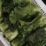 黄心精品龙芽菜基地直发货源充足支持全国发货