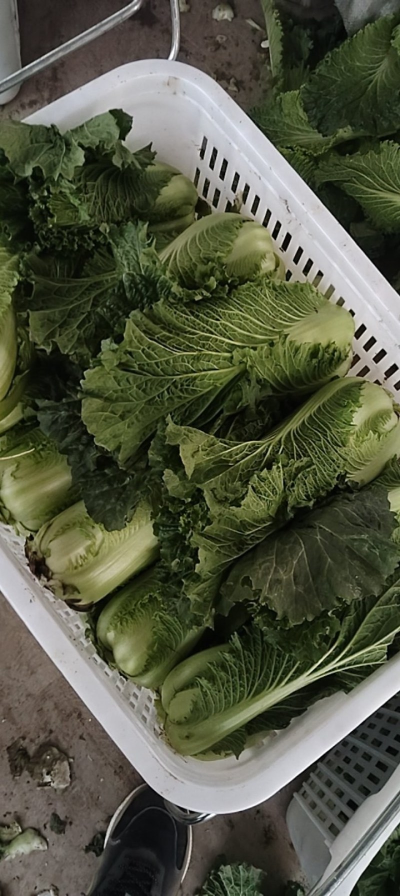 黄心精品龙芽菜基地直发货源充足支持全国发货
