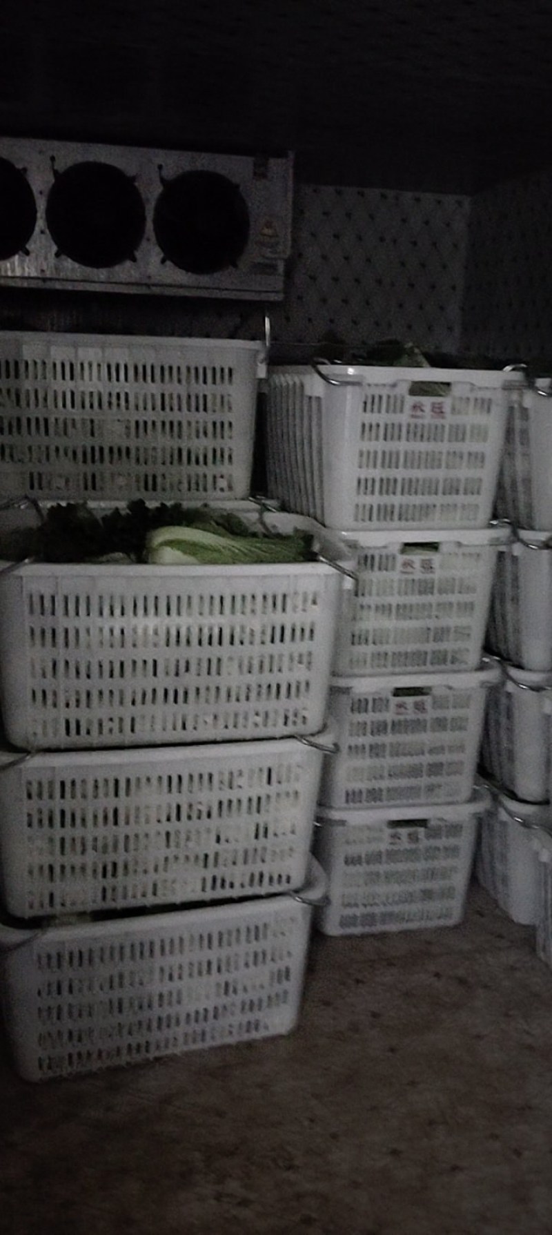 黄心精品龙芽菜基地直发货源充足支持全国发货