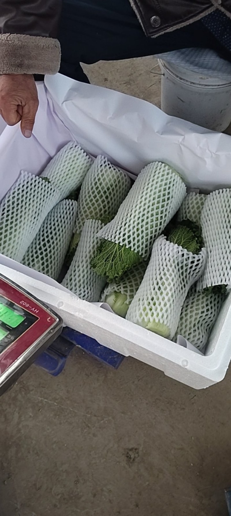 黄心精品龙芽菜基地直发货源充足支持全国发货
