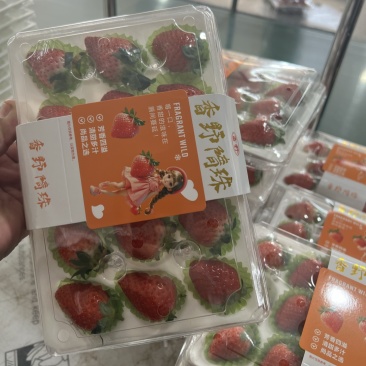 隋珠香野章姬甜宝草莓