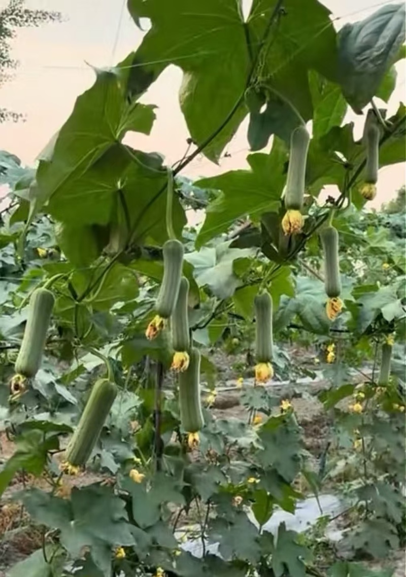 丝瓜种子春秀早熟油绿色顺直中棒硬果肉质好结瓜能力强